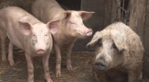 Akár 50 százalékkal is drágulhat a sertéshús Szerbiában (videó)